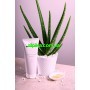 Інтенсивно зволожуючий гель  з Аloe Vera Gel Intensamente Idratante 250мл. Lamic Cosmetici